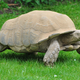 Imagen para el artículo titulado Por qué las tortugas pueden llegar a vivir hasta dos siglos